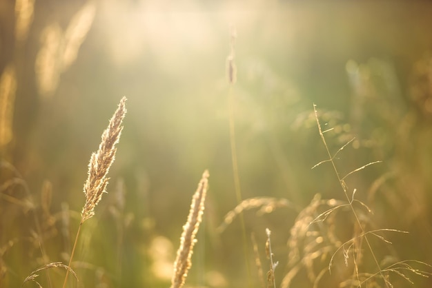 Dry field grass in the sunlight is the concept of sunset