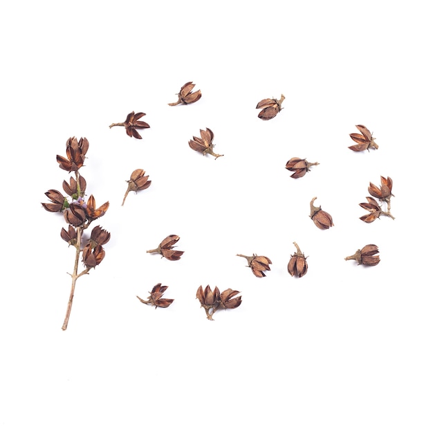 dry flower seed of tropical tree on white background isolate.