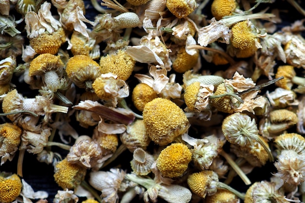 Dry flowers of chamomile closeup