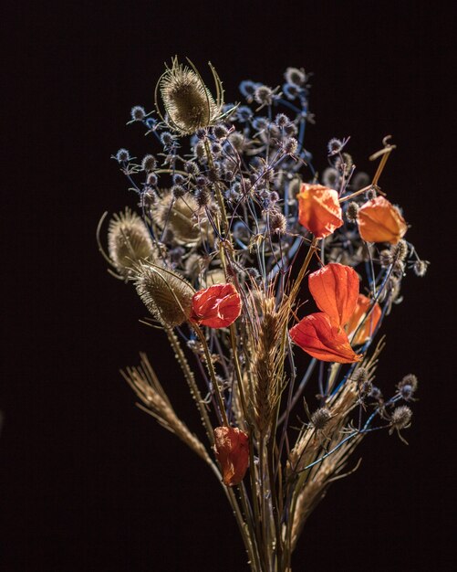 Dry flowers isolated on black background. Bush of dry flowers with different colors. Flower concept. Plant concept.