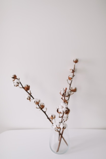 dry fluffy cotton branch on white background indoors with text space