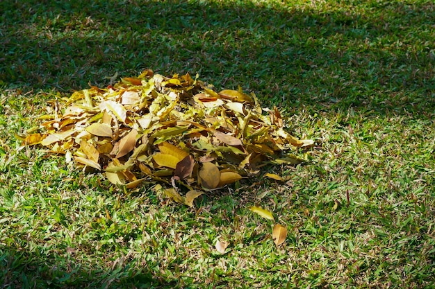 Dry foliage city and park territory environmentcollected in heaps during cleaning in autumn Fallen leaves collected in pile