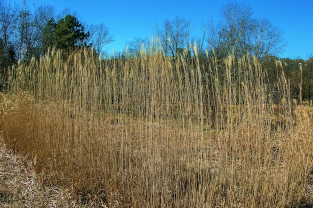 Dry grass background Dry panicles of Miscanthus sinensis sway in the wind in early spring