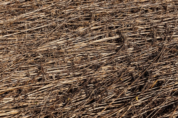 Dry grass background