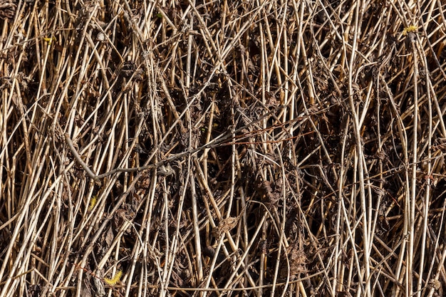 Dry grass background