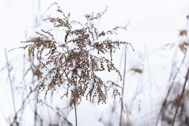 Dry grass branches on the background of winter nature