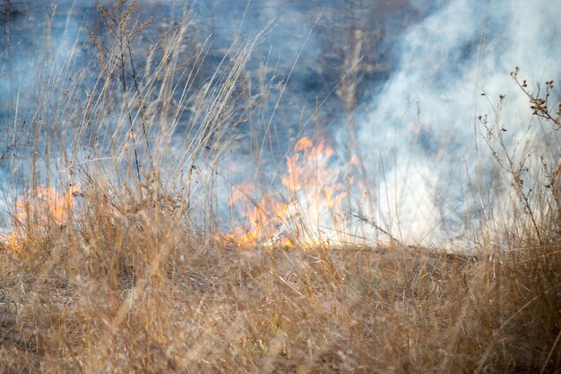 Dry grass burning on field during day closeup burning dry grass in field flame fire smoke ash dried