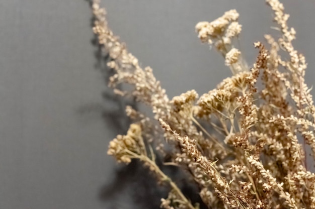 Dry grass on a dark background