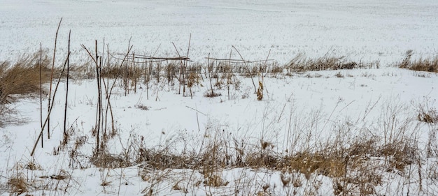 Dry grass near a snowy field in winter the rest season of the field before agricultural works