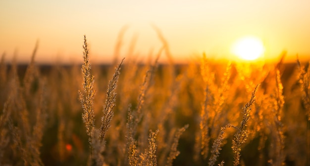 Dry grass-panicles of the Pampas against orange sky with a setting sun. Nature, decorative wild reeds, ecology. Summer evening, dry autumn grass