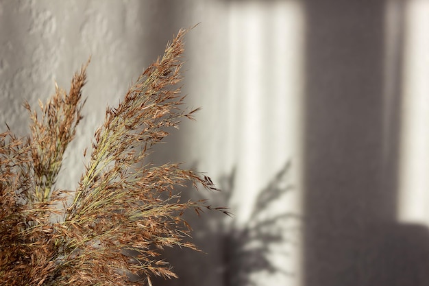 Dry grass reeds of the pampas against a gray wall. Shadows in the sunlight. Minimal interior design concept