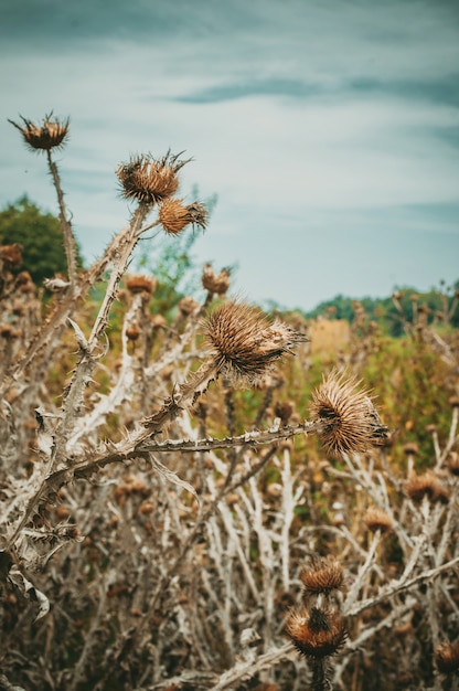 Dry grass stem with fluffy inflorescence. Macro photography. Layout for design.