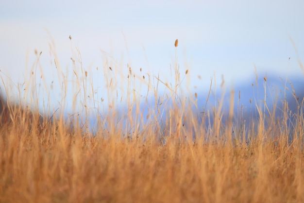 dry grass sun rays background wind nature landscape freedom