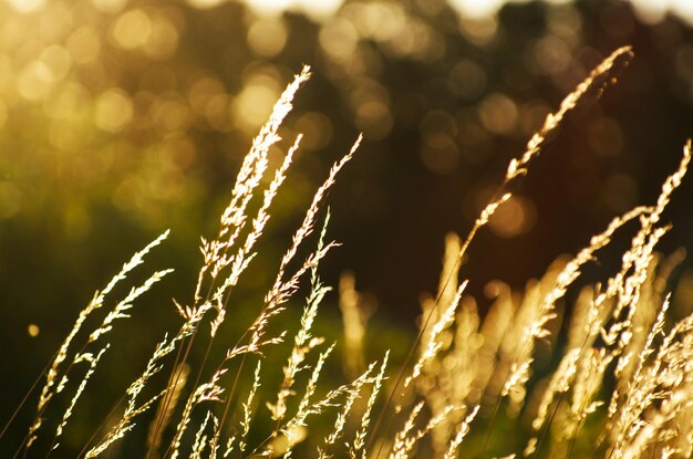 Photo dry grass at sunset on a warm summer evening