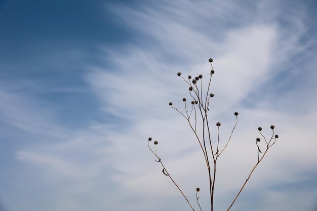 Dry gray grasses with seeds against a bluewhite sky Horizontal view