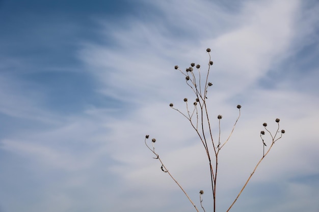 Dry gray grasses with seeds against a bluewhite sky Horizontal view