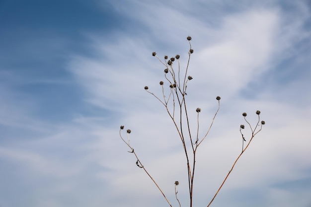 Dry gray grasses with seeds against a bluewhite sky Horizontal view