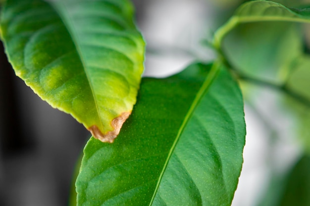 Dry green leaves of a houseplant in a pot front view Improper watering and care a sick flower