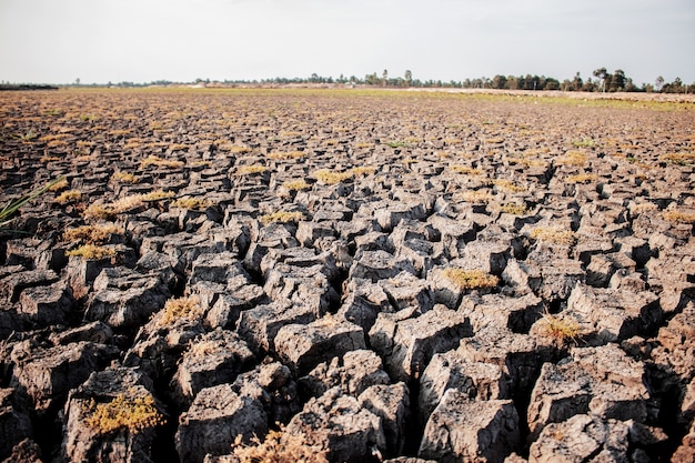 Dry ground on field.