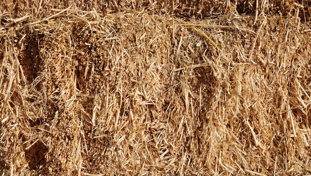 Dry hay straw yellow background texture Dry rice straw texture for background and design hay bale pattern in sunlight