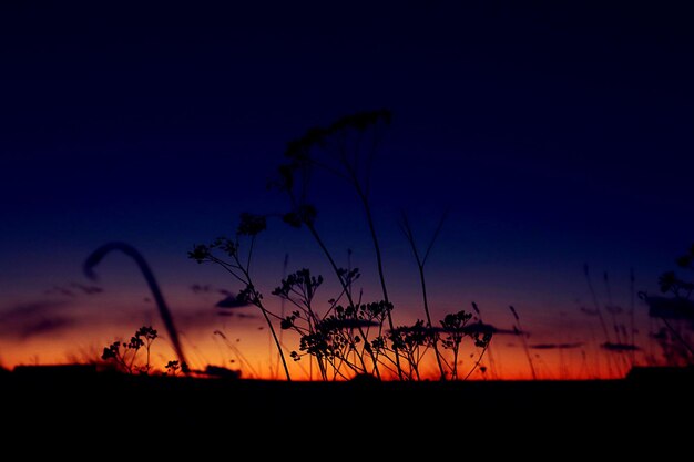 Dry inflorescences of plants against the sunset purplegold sky