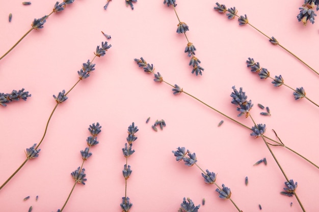 Dry lavender flowers on a pink background