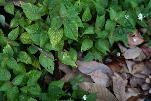 Dry lead and green leaf