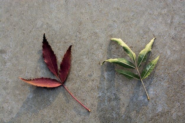 Dry leaf as an Autumn background