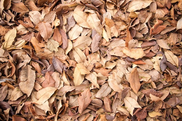  dry leaf in autumn background