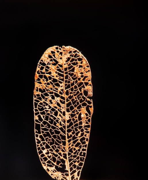 Dry leaf beautiful dry leaf seen through a macro lens selective focus