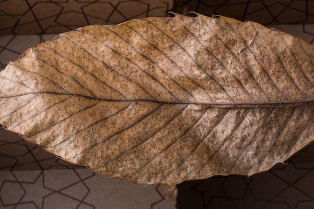 Dry leaf on a divided box as an autumn background