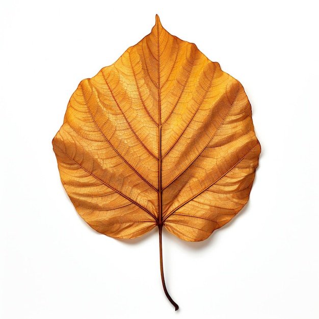 Dry leaf isolated on white background Autumn concept