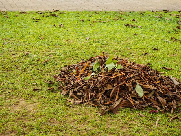 dry leaf pile on the ground