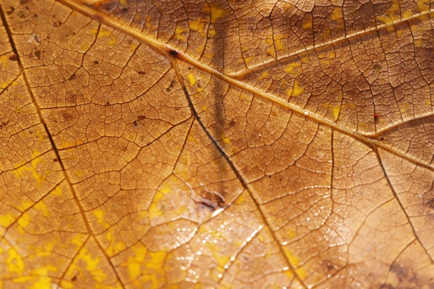 Dry leaf texture and nature background Nature Abstract