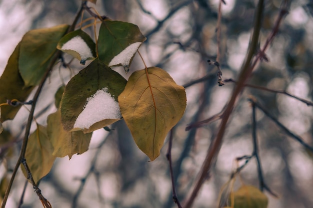 A dry leaf on a tree branch.