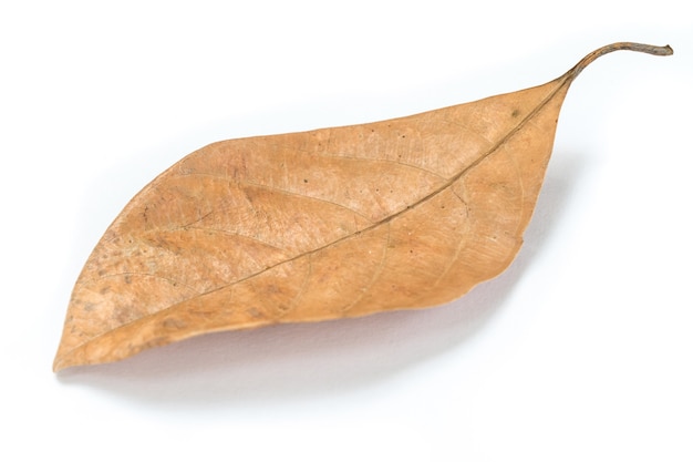 Dry leaf 