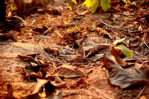 Dry Leafs