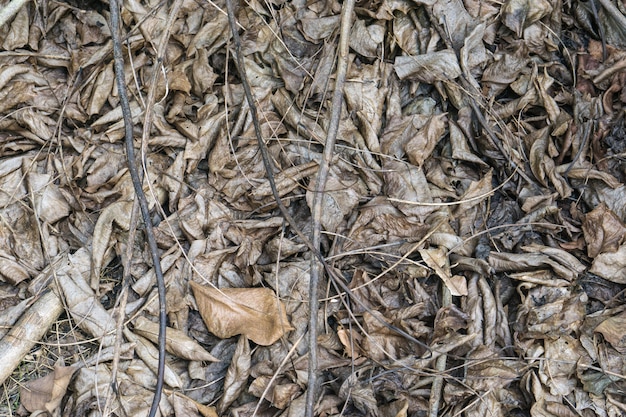 Dry leaves background