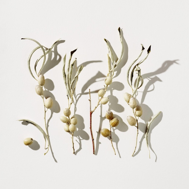 Dry leaves and berries of wild olive tree Nature still life concept minimal natural square pattern