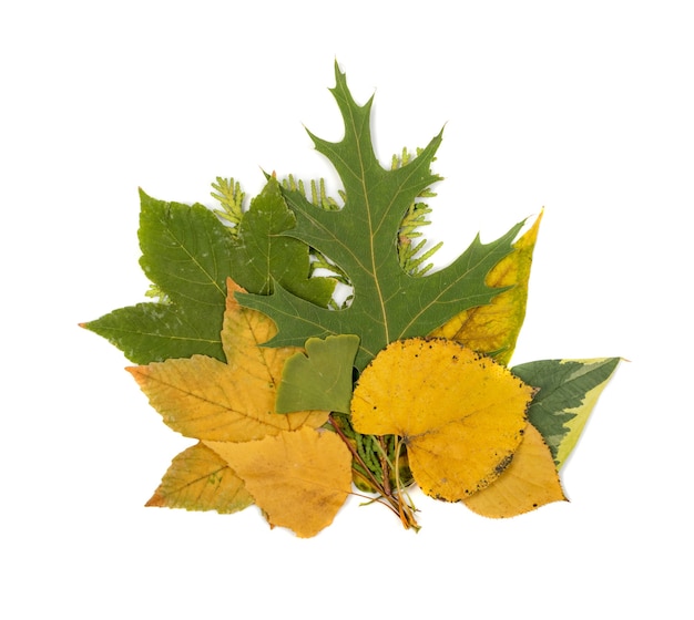 Dry leaves bouquet isolated on white