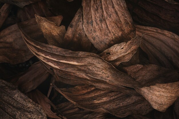 Dry leaves in dark nature,low key.