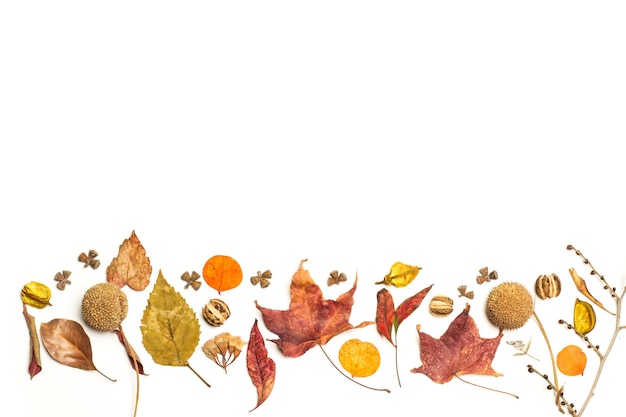 Dry leaves fruits and seeds on a white background with copy space