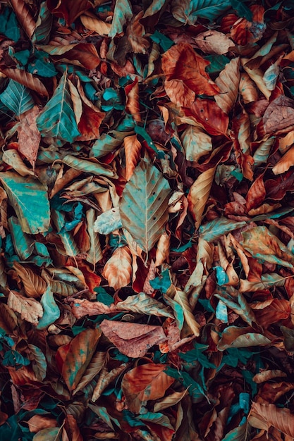 dry leaves on the ground in autumn season