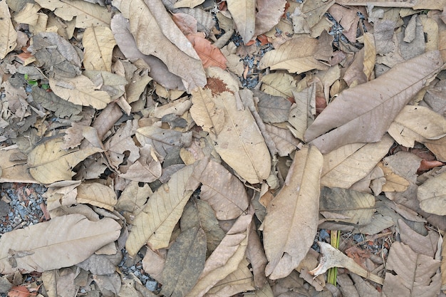 Dry leaves on ground.