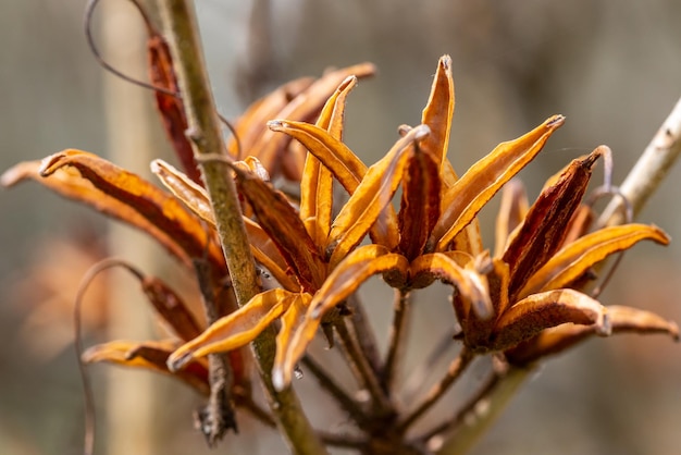 Dry leaves of rhododendron seed capsules