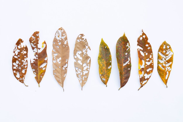 Dry Leaves with holes, eaten by pests on white.