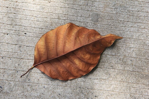 dry leaves