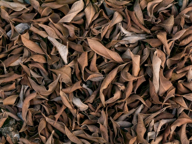 Dry leaves