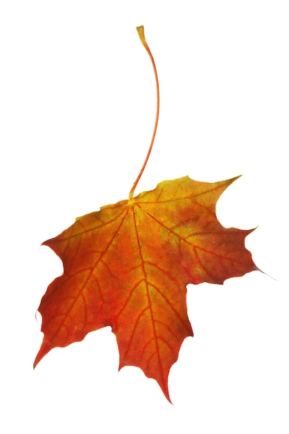 Dry maple leaf of warm autumn shades isolated on white background