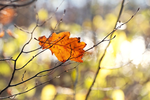 Dry oak leaf in the forest on a tree on a sunny day